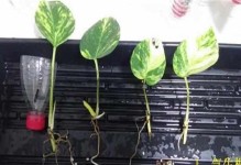 绿萝剪取的技巧与注意事项（打造美丽健康的绿萝植物家园）