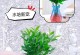 如何培养旺盛的水竹子（让水竹子更茂盛的关键养护技巧）