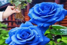 蓝玫瑰的花语和寓意（探秘蓝色花瓣的神秘世界）