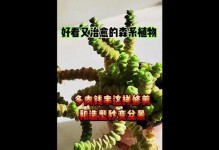 以钱串藤怎么栽？（步骤详解，轻松掌握）