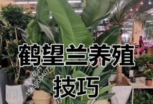 冬季天堂鸟（探索冬季天堂鸟的独特生态与美丽景观）