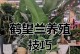 冬季天堂鸟（探索冬季天堂鸟的独特生态与美丽景观）