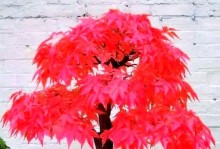 打造迷人红枫树盆景（从培养到成长，成就属于自己的小世界）