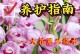 以蕙兰浇水的正确方法（打造健康蕙兰生长的秘诀）