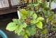 解决月季叶子发黄问题的方法（月季施肥不当，叶子发黄？这样做才能拯救你的花园！）