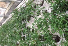 优雅的植株篮——打造绿意盎然的室内花园（选择合适的植株篮，让室内空间焕发生机）