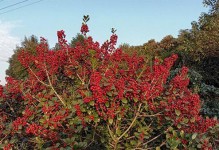 养护无刺枸骨盆景的困难与解决方法（挑战自然的艺术之美——无刺枸骨盆景的养护难题与应对之策）