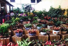 探秘陈村花卉世界的魅力与发展（陈村花卉世界）