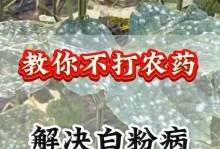 花卉白粉病的治疗方法（科学管理与药物防治）