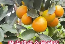 院子里可以种金桔吗？（了解金桔的生长条件和管理技巧）