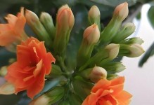 长寿花的喜阳特性（探秘长寿花与阳光的关系）