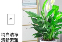 水培一帆风顺根发黑的解决方法