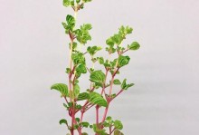 以和锦的繁殖方法与技巧（解密以和锦的育种秘籍，助您成功繁衍）