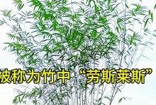 台湾竹的养殖技巧及注意事项（掌握竹的种植秘诀，打造一个繁茂的竹林）
