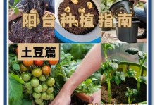 土豆根的养殖技巧及以爱之蔓锦的土豆根怎么养（打造丰收无忧的土豆根园，了解以爱之蔓锦的养殖秘籍）