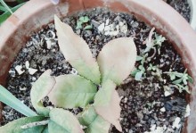 花毛茛叶子为何发黄？（探究花毛茛叶子发黄的原因和处理方法）