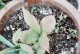 花毛茛叶子为何发黄？（探究花毛茛叶子发黄的原因和处理方法）
