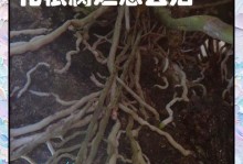 水培植物根部变黑了怎么办？（解决水培植物根部变黑的方法与注意事项）