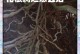 水培植物根部变黑了怎么办？（解决水培植物根部变黑的方法与注意事项）