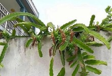 火龙果花枯了怎么办？教你轻松复苏（一场花朵的复活，从护理开始）
