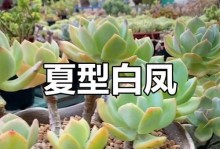 如何改善白凤多肉的外观（打造美丽多肉花园的关键）