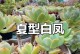 如何改善白凤多肉的外观（打造美丽多肉花园的关键）