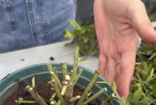 菊花不开花怎么处理？（解决菊花不开花问题的方法与技巧）