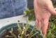 菊花不开花怎么处理？（解决菊花不开花问题的方法与技巧）