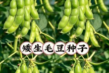毛豆种植的最佳月份（掌握最佳时间轻松栽培）