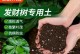 招财树的尘土处理方法（清洁招财树，助力财富滋生）