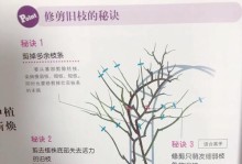 如何促进圆叶景天分枝快速生长（简单方法让您的圆叶景天茂密分枝）