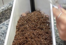 如何正确养护生石花，让其健康成长（生石花的培育要点和关键技巧，让您的家园更加美丽）