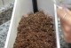 如何正确养护生石花，让其健康成长（生石花的培育要点和关键技巧，让您的家园更加美丽）