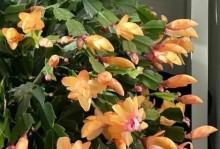 蟹爪兰花卉养护技巧（打造健康美丽的蟹爪兰花园）