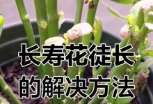 百合徒长后的管理与修剪技巧（打造健康美丽的百合花园）