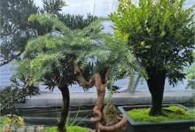 澳洲杉盆景的风水摆放之道（营造和谐氛围，享受生活的灵动之美）