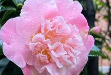 从零开始，掌握山茶的栽培技巧（成活无忧，打造美丽的山茶花园）