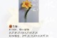 水仙花剪法（掌握关键剪法，让水仙花焕发新生机）