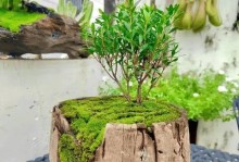 水养植物免长青苔的秘诀（探索水养植物不长青苔的有效方法）