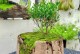 水养植物免长青苔的秘诀（探索水养植物不长青苔的有效方法）