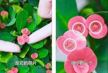 虎刺梅的养殖方法和注意事项（繁衍花园中的虎刺梅，不要错过这些养殖方法和注意事项）