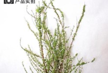 雪柳枝能养多久？——一份详细的雪柳枝养护指南（雪柳枝的养护方法、常见问题及解决方案）