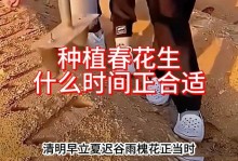 花生种植全指南——合适种植月份剖析（如何选择花生种植的最佳时间）